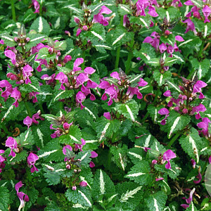 Lamium mac. 'Roseum' GM P9
