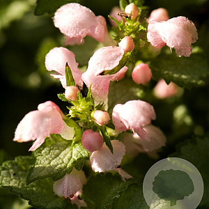 Lamium mac. 'Roseum' GM P9