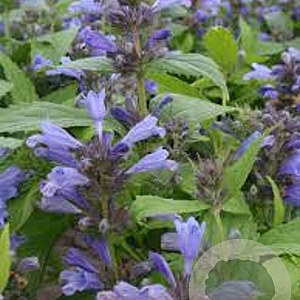 Nepeta subsessilis 'Washfield' GM P9