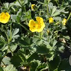 Potentilla megalantha GM P9