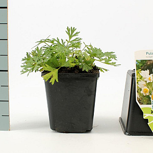 Pulsatilla v. 'Alba' GM P9