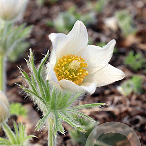 Pulsatilla v. 'Alba' GM P9
