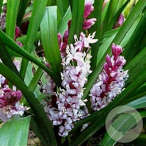 Reineckea carnea GM P9