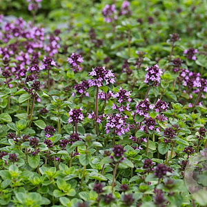 Thymus puleg. 'Tabor' GM P9