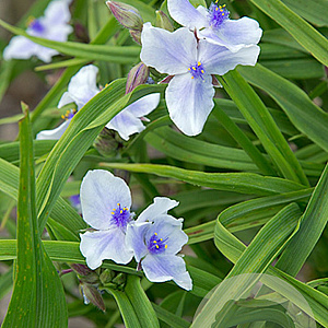 Tradescantia (A) 'Karminglut' GM P9