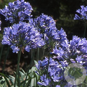 Agapanthus 'Purple Cloud' GM P9