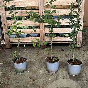 Carpinus betulus 80-100 cm 2,0L