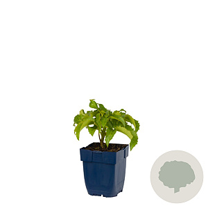 Helleborus argutifolius GM  P11