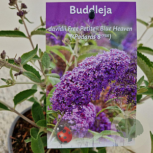 Buddleja Free Petite Blue Heaven 20-25 cm 2,5L