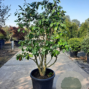 Camellia japonica 125-150 cm container paraplu