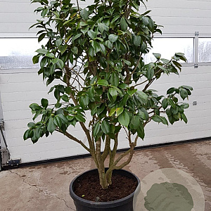 Camellia japonica 125-150 cm container paraplu