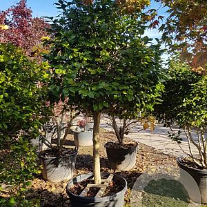 Camellia j. 'Mathotiana' 100 cm stam container 25-30