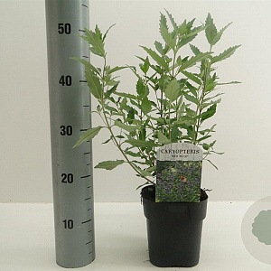 Caryopteris cland. 'Kew Blue' 30-40 cm 2,0L