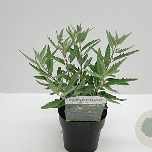 Caryopteris cland. 'Kew Blue' 30-40 cm 2,0L