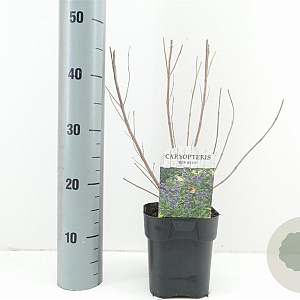 Caryopteris cland. 'Kew Blue' 30-40 cm 2,0L