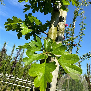 Crataegus media 'Paul's Scarlet' 16-18 HO draadkluit 3 X verplant