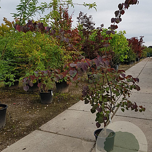 Cercis can. 'Forest Pansy' 175-200 cm container meerstammig