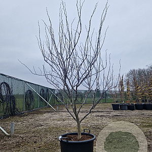 Cercis can. 'Forest Pansy' 175-200 cm container meerstammig