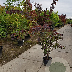 Cercis can. 'Forest Pansy' 175-200 cm container meerstammig