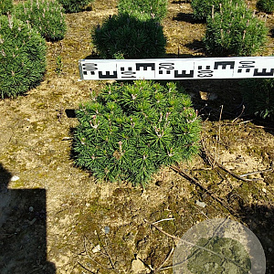Pinus mugo 'Mops' 25-30 cm met kluit