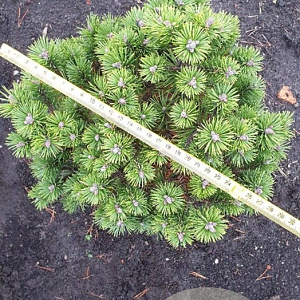 Pinus mugo 'Mops' 25-30 cm met kluit