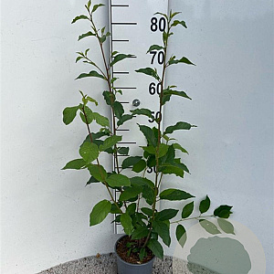 Frangula alnus 60-80 cm 2,0L