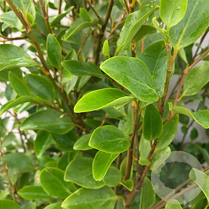 Griselinia littoralis 40-60 cm 3,0L