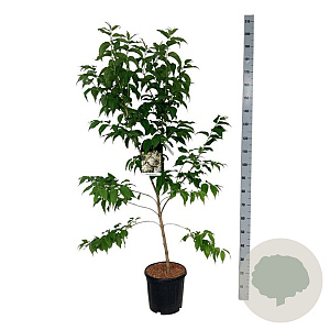 Heptacodium miconioides 100-125 cm 15L