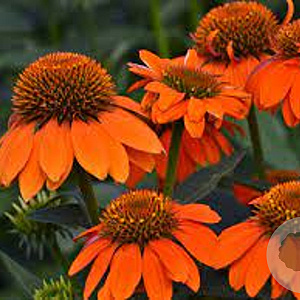 Echinacea Sombrero Adobe Orange GM P9