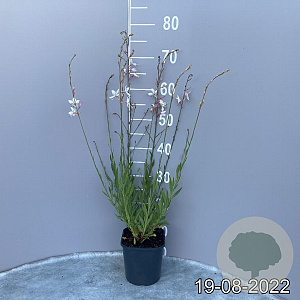 Gaura lindheimeri GM 2,0L