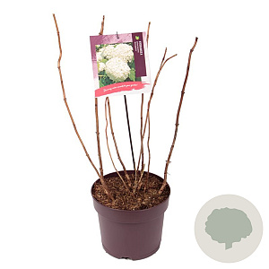 Hydrangea a. 'Annabelle' 40-50 cm 7,5L