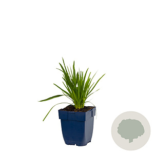 Liatris spicata 'Alba' GM  P11