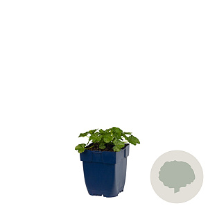 Malva moschata GM  P11