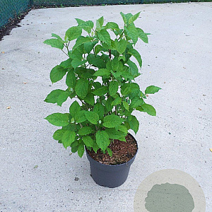 Hydrangea a. Strong Annabelle 60-80 cm 10L