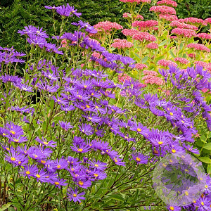 Aster amellus 'Veilchenkönigin' GM P9