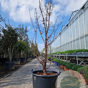Acer griseum 175-200 cm 50L meerstammig