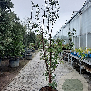 Acer griseum 200-250 cm 50L