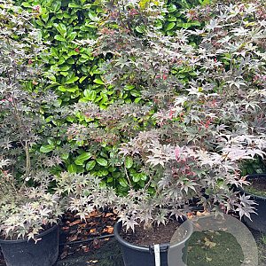 Acer pal. 'Bloodgood' 125-150 cm container 