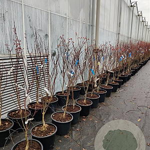 Acer pal. 'Bloodgood' 125-150 cm container 