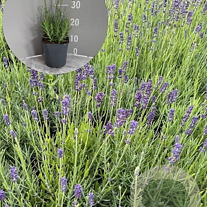 Lavandula ang. 'Hidcote' GM 2,0L