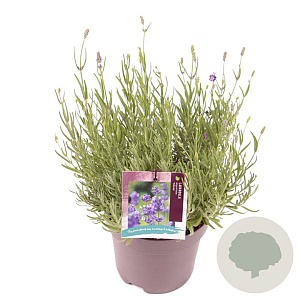 Lavandula ang. 'Hidcote' GM 2,0L