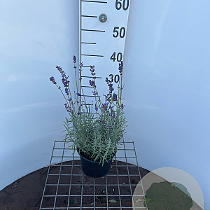 Lavandula ang. 'Hidcote' GM 2,0L