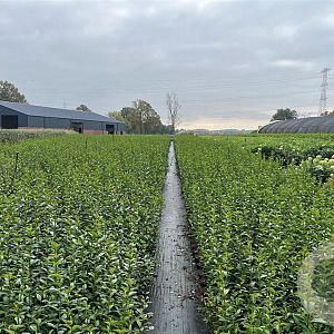 Ligustrum ovalifolium 40-60 cm 2,0L