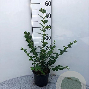 Ligustrum ovalifolium 40-60 cm 2,0L