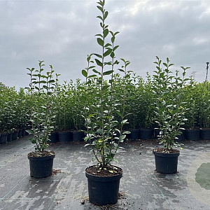 Ligustrum ovalifolium 40-60 cm 2,0L