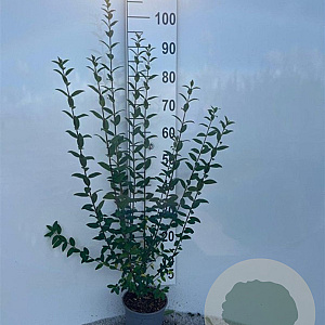 Ligustrum vulgare 60-80 cm 2,0L