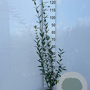 Ligustrum vulgare 60-80 cm 2,0L