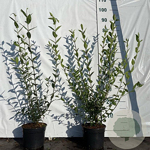 Ligustrum vulgare 60-80 cm 2,0L