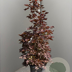 Acer plat. 'Crimson Sentry' 150-175 cm 50L