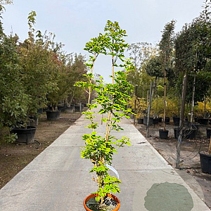 Acer shirasawanum 'Aureum' 100-125 cm 15L